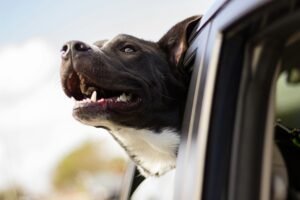 Dog smiling
